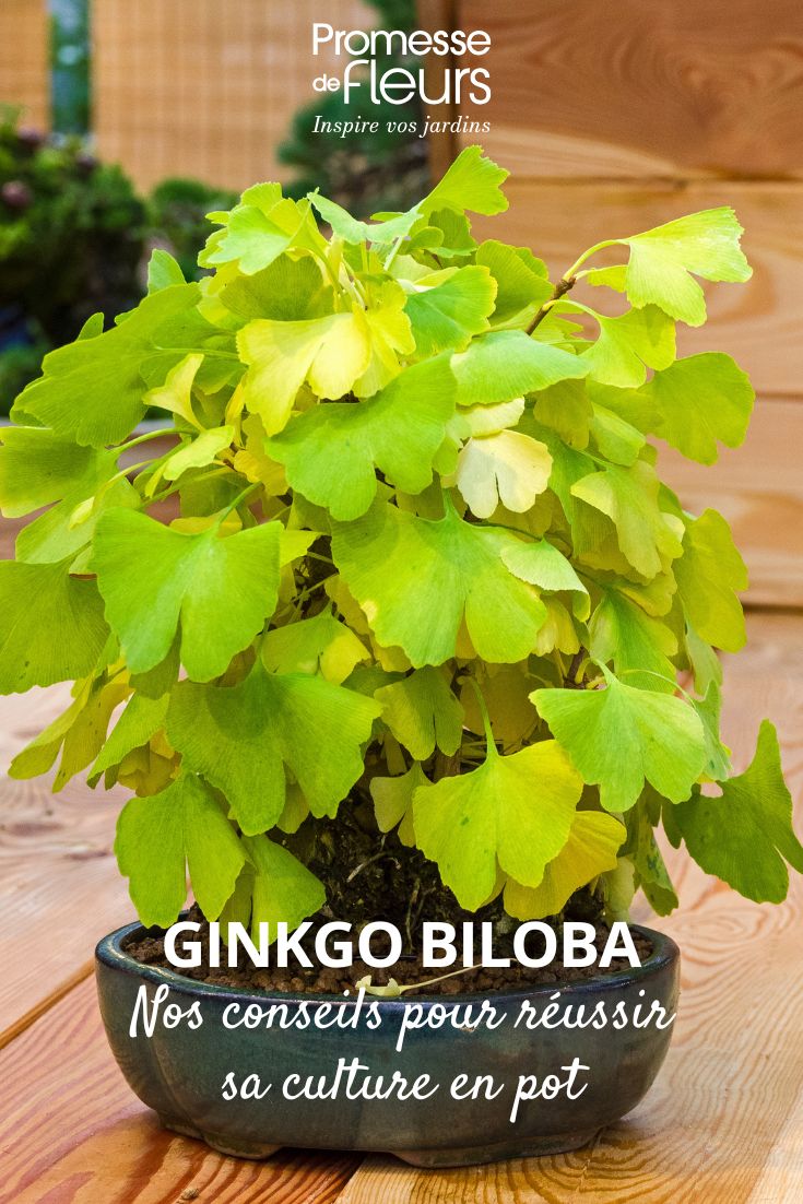 um ginkgo em vaso