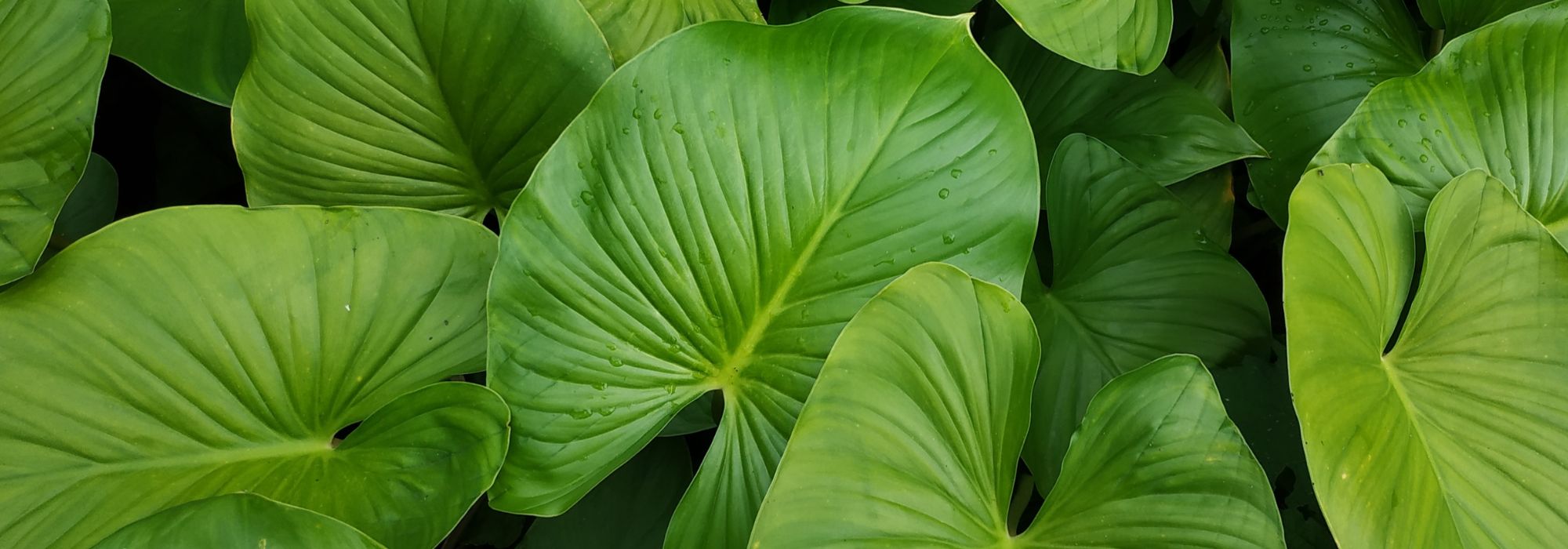 Homalomena: cultivo e manutenção