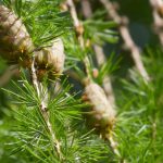 Lariço, Larix: plantar, podar e tratar