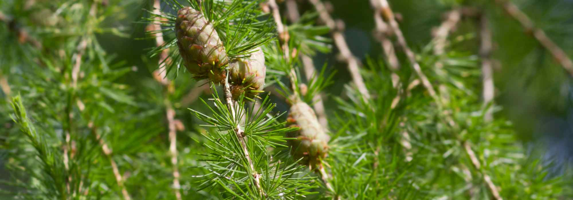 Lariço, Larix: plantar, podar e tratar