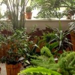 Plantas de interior: adote o estilo de selva urbana em casa!