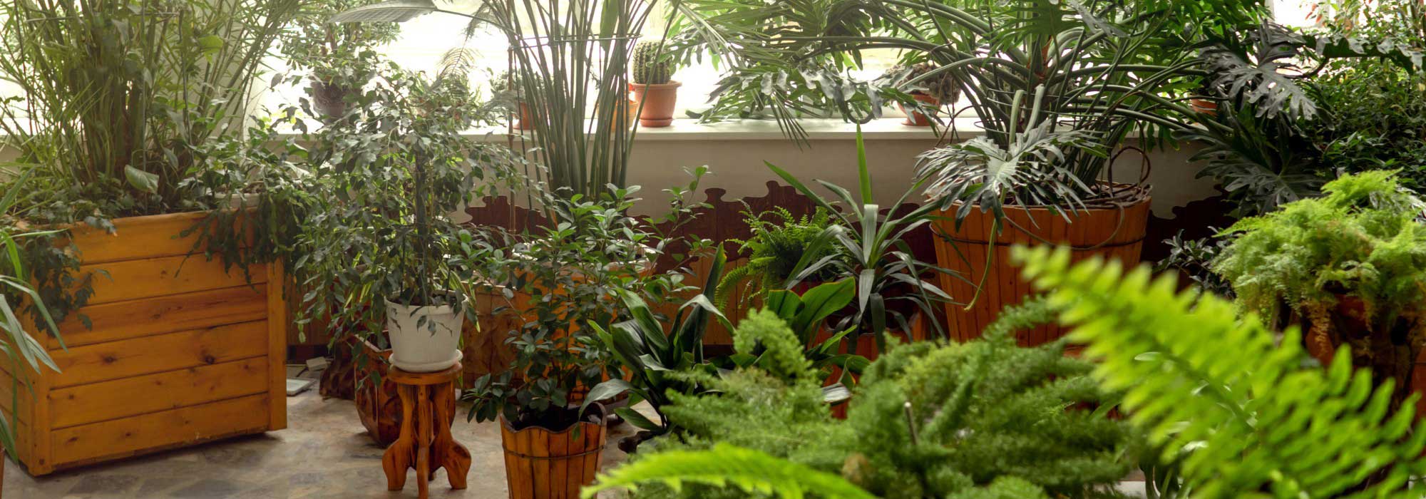 Plantas de interior: adote o estilo de selva urbana em casa!