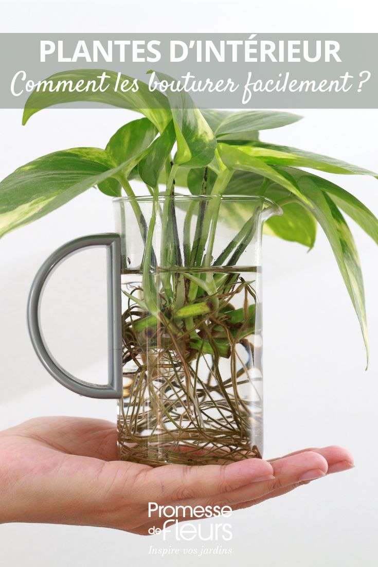 estacas de plantas de interior