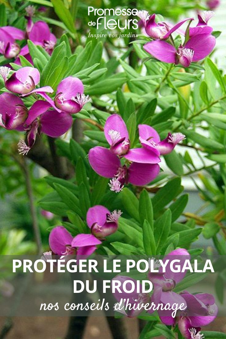 flores de Polygala