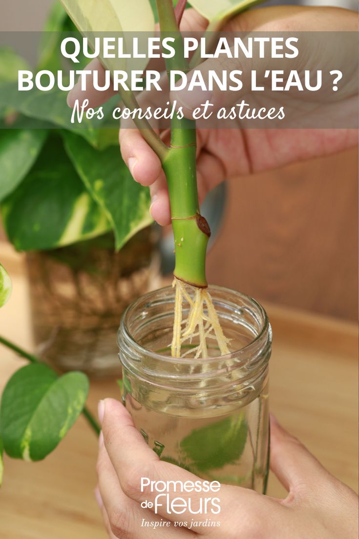 estaca de planta em água