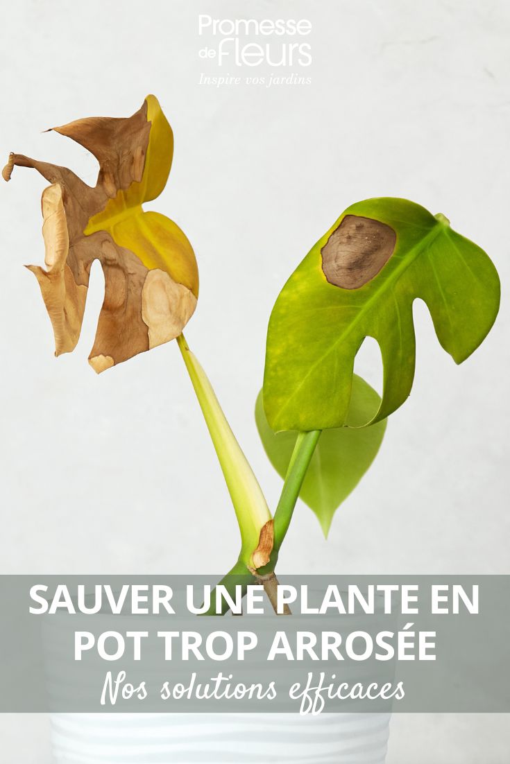 uma planta doente e regada em excesso