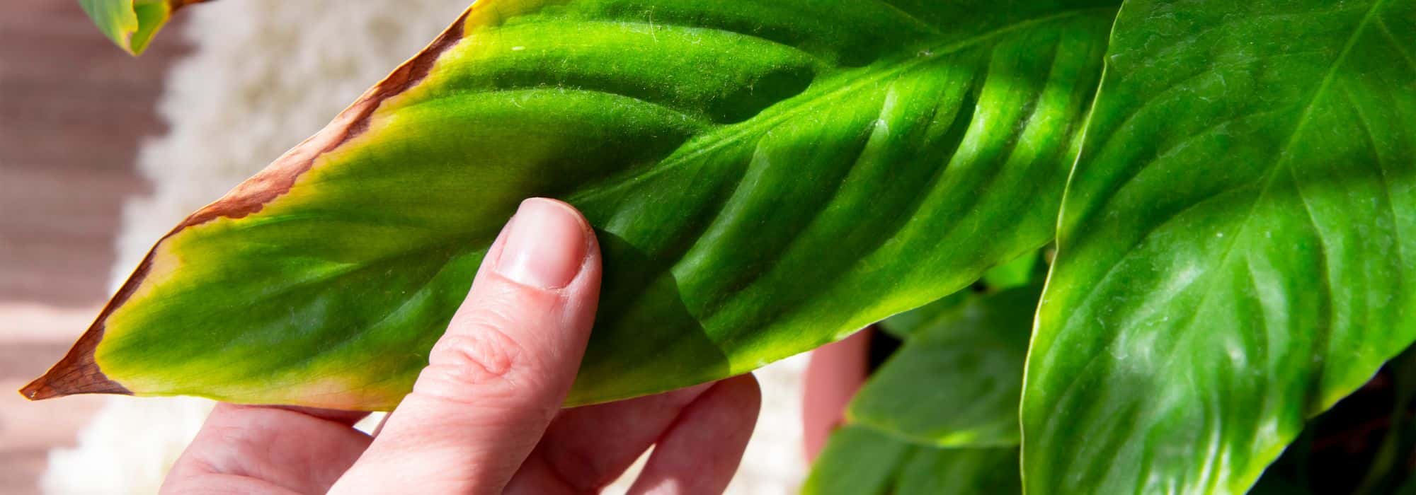 Como salvar uma planta verde de interior em sofrimento?