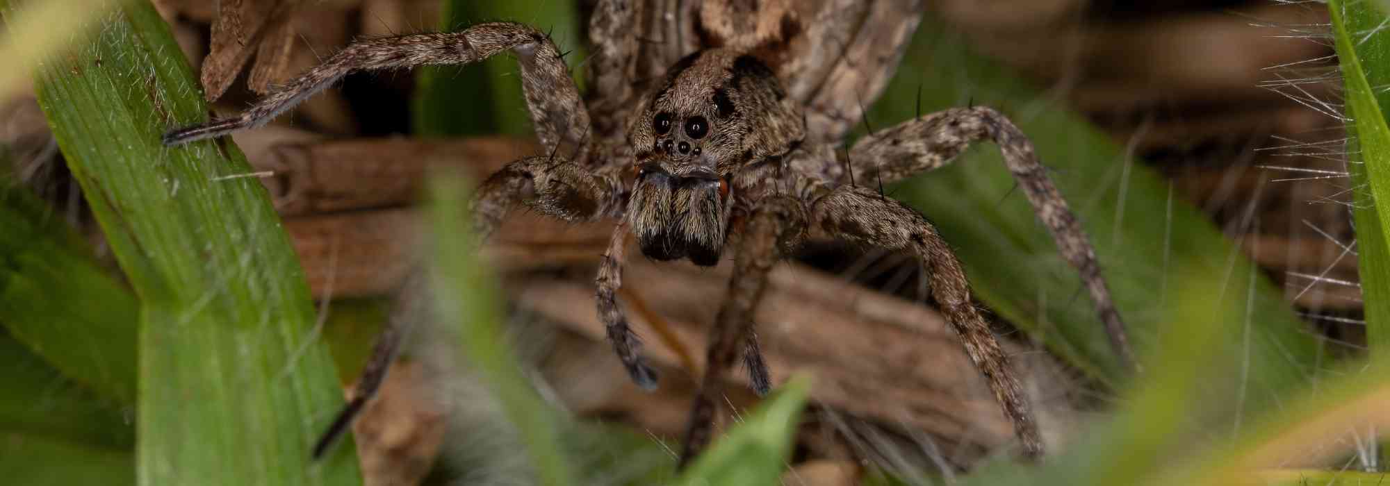 Como atrair aranhas úteis para o seu jardim?