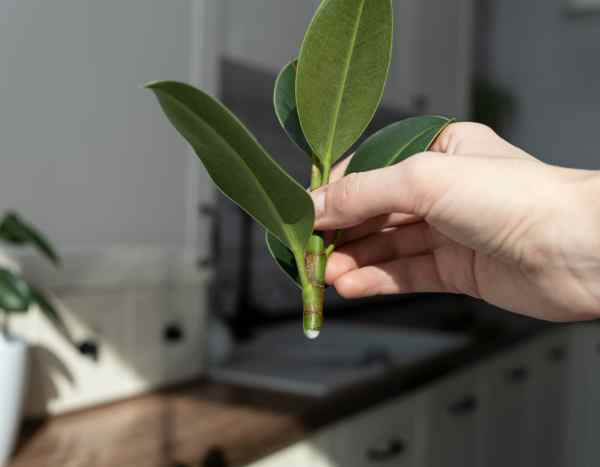 Como fazer estacas de figueira para multiplicar a sua planta?