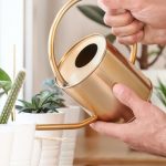Como regar as plantas verdes de interior?