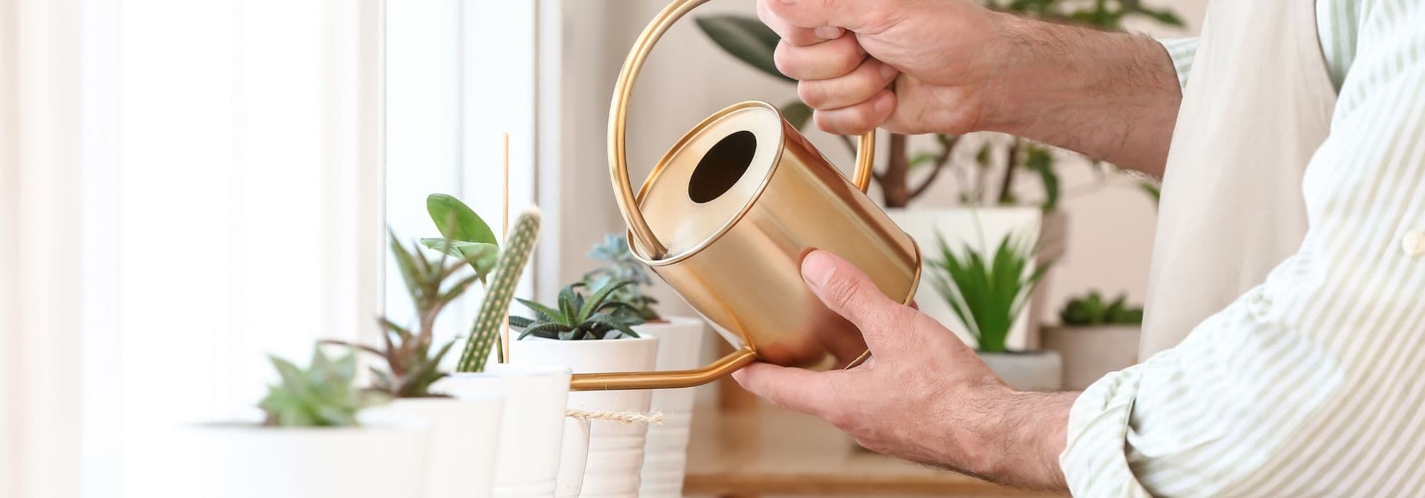 Como regar as plantas verdes de interior?