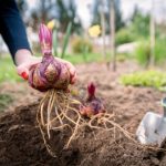 Como plantar os bolbos de lírio?
