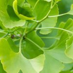 Como cultivar um ginkgo em vaso?