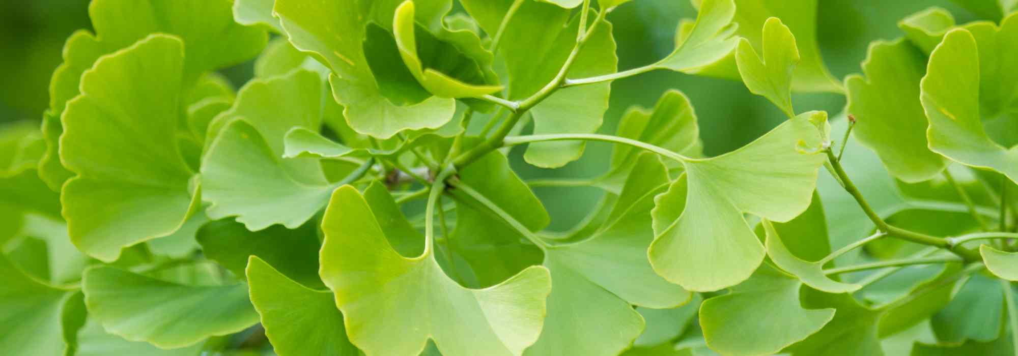 Como cultivar um ginkgo em vaso?