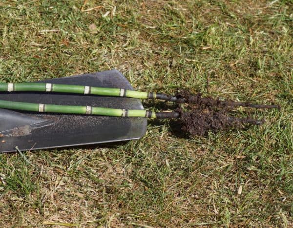 Como multiplicar a cavalinha (Equisetum) no jardim?