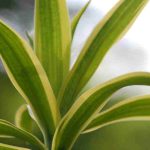 Dracena: os cuidados ao longo das estações
