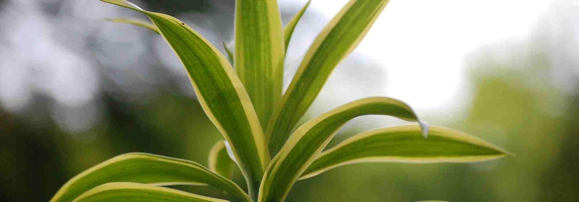 Dracena: os cuidados ao longo das estações
