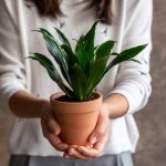 Mudar uma dracena de vaso: quando e como?