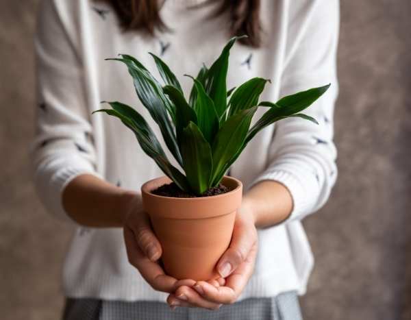Mudar uma dracena de vaso: quando e como?