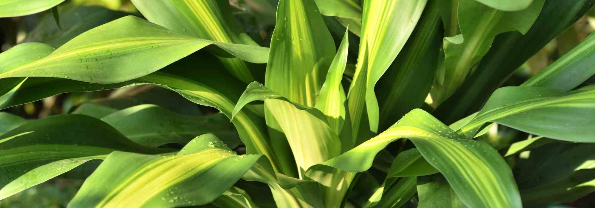 Animais de estimação e plantas de interior: os perigos da dracena