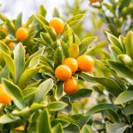Kumquat: quando e como fazer a poda?