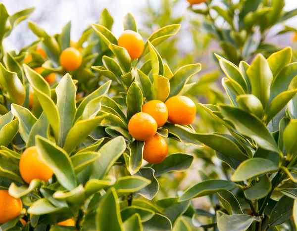 Kumquat: quando e como fazer a poda?