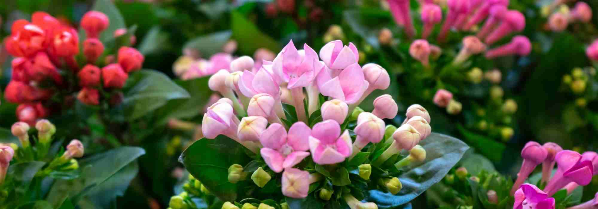 Doenças e pragas comuns do kalanchoe