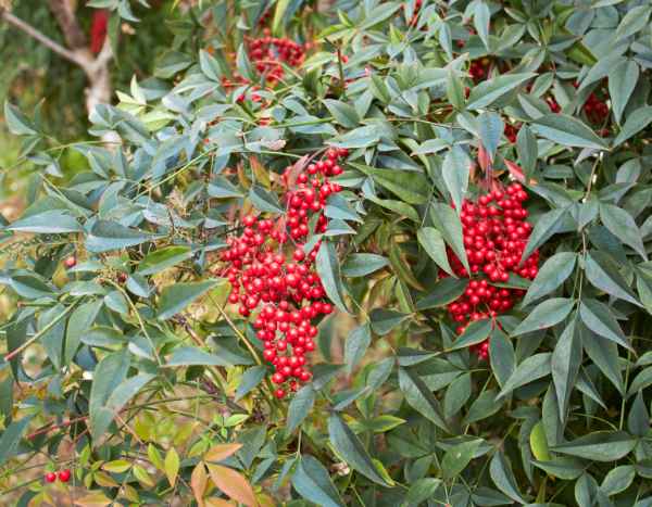 Como multiplicar o Nandina ou bambu-sagrado