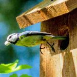 Caixas-ninho para aves: como escolhê-las e instalá-las corretamente no jardim?