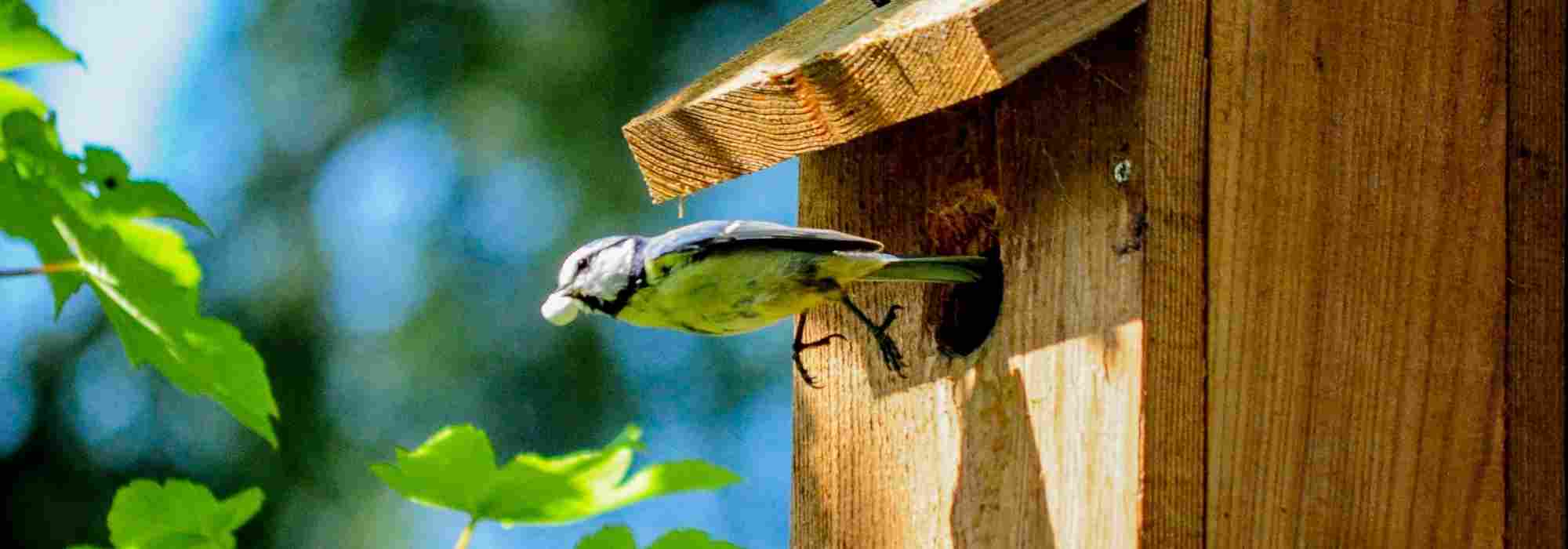 Caixas-ninho para aves: como escolhê-las e instalá-las corretamente no jardim?