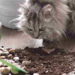 Plantas de interior não tóxicas: quais escolher para proteger o seu animal?