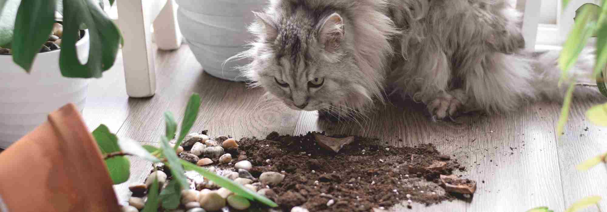 Plantas de interior não tóxicas: quais escolher para proteger o seu animal?