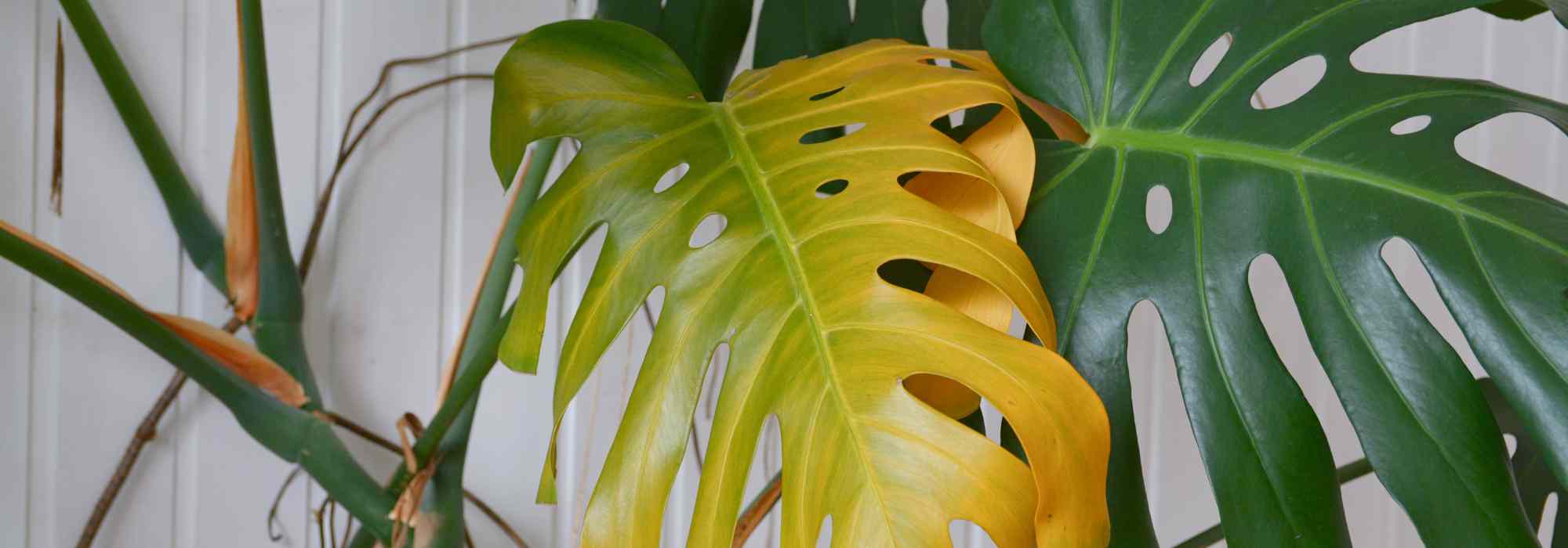 Salvar uma planta em vaso regada em excesso: as nossas soluções eficazes