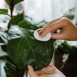 Como limpar a folhagem das plantas de interior?