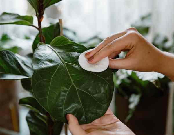 Como limpar a folhagem das plantas de interior?