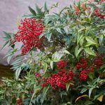 Podar a nandina, o bambu-sagrado: quando e como intervir corretamente?