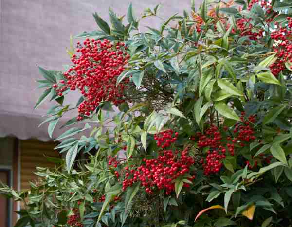 Podar a nandina, o bambu-sagrado: quando e como intervir corretamente?