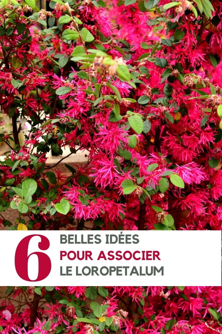 Loropetalum: ideias para combinar no jardim