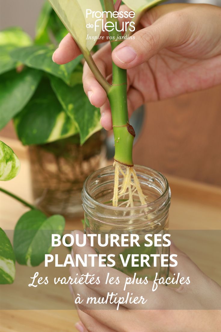 estaca de planta de interior