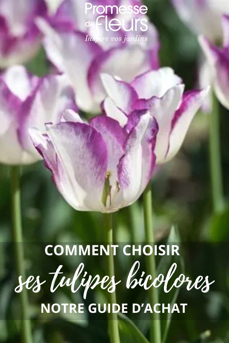 Guia de compra de tulipas bicolores