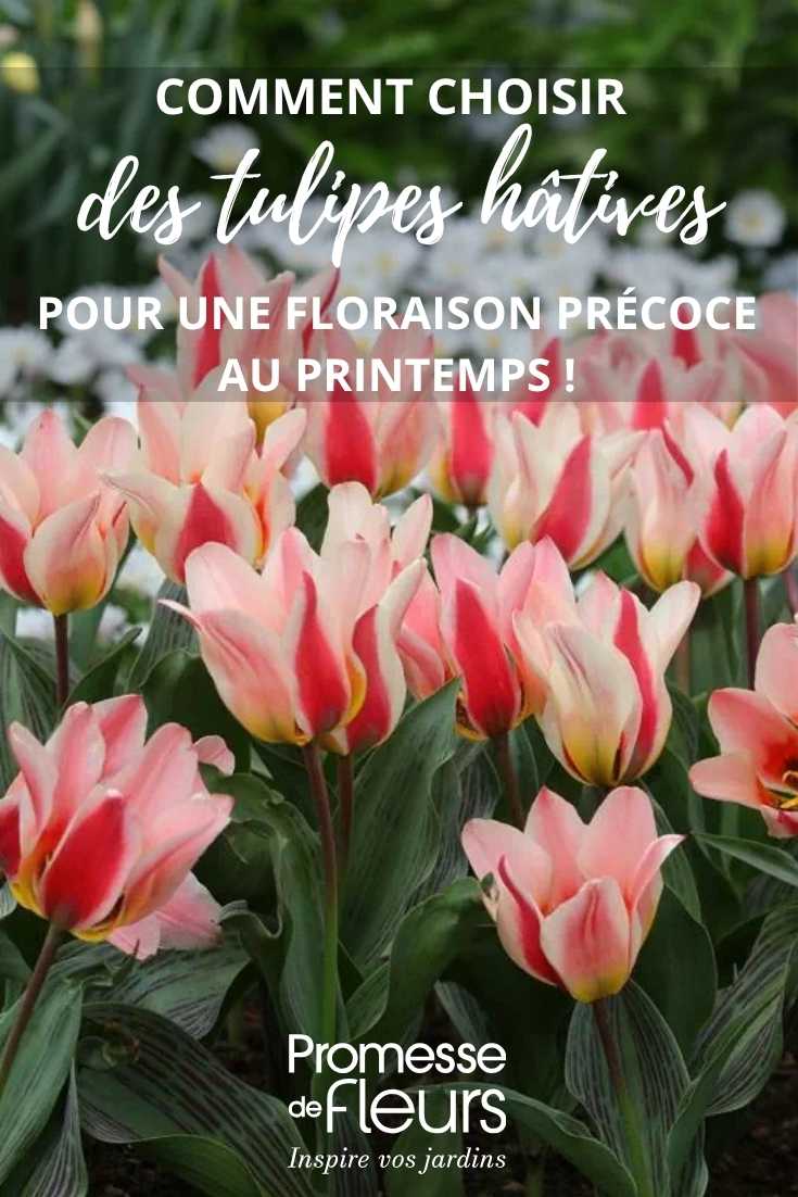 tulipas precoces