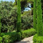Como integrar ciprestes num jardim contemporâneo?