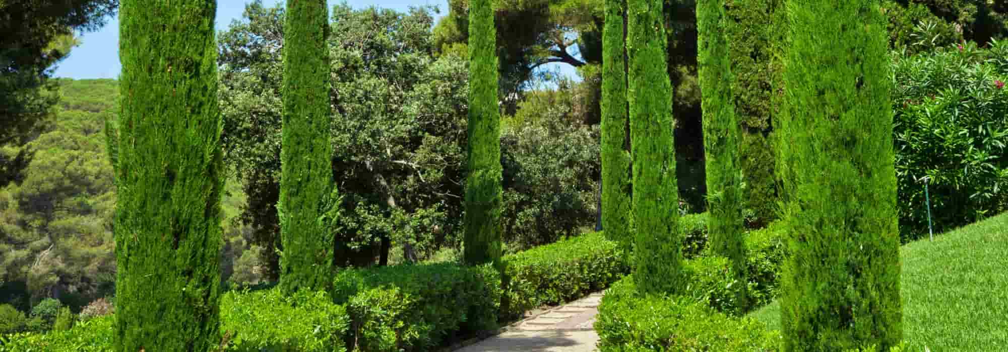 Como integrar ciprestes num jardim contemporâneo?