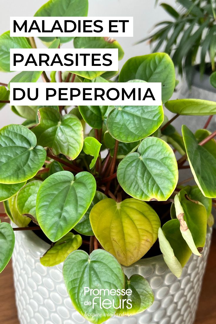 Cuidar da peperómia