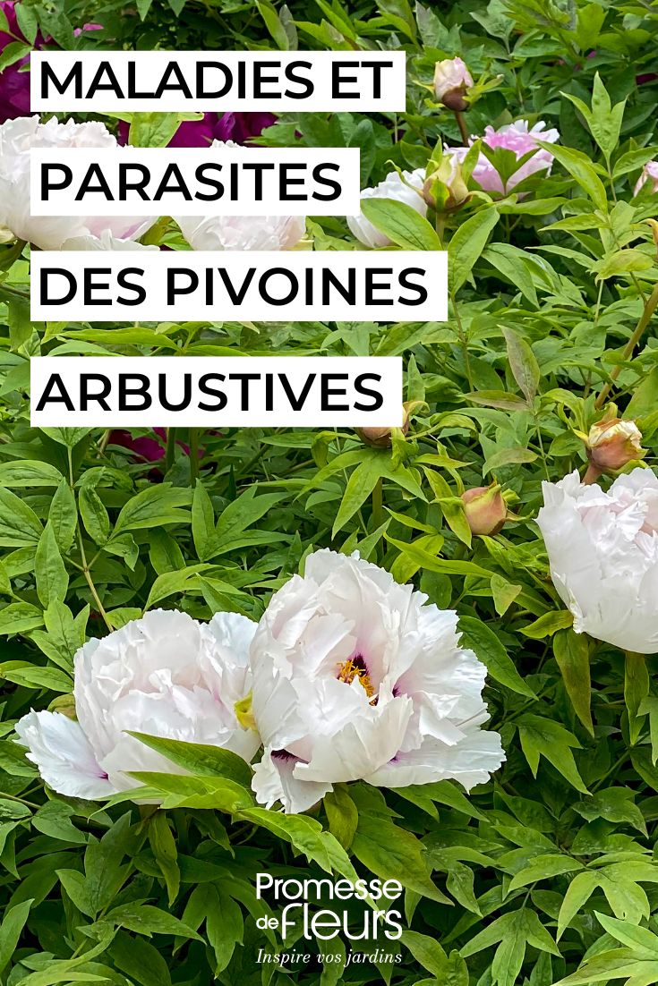 Cuidar das peónias arbustivas