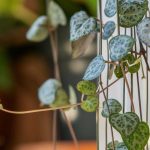 Plantas de interior suspensas: a decoração ganha altura