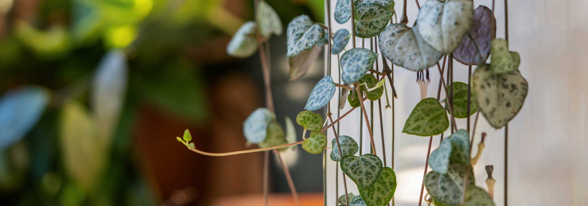 Plantas de interior suspensas: a decoração ganha altura