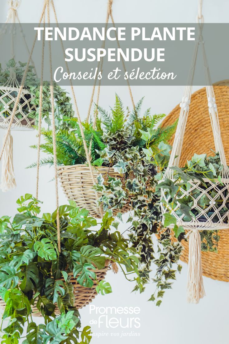 plantas suspensas