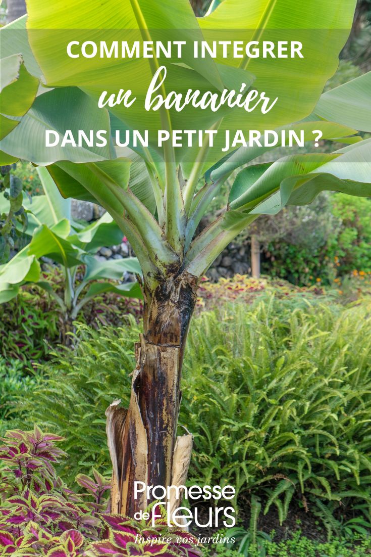 Integrar uma bananeira num pequeno jardim, pátio ou terraço