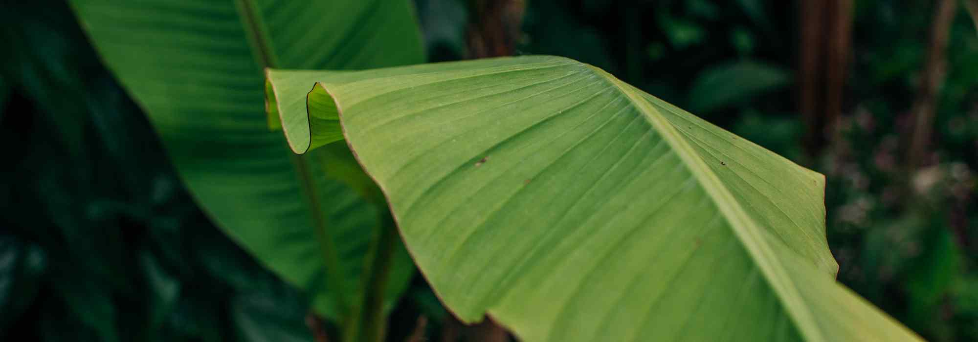 Uma bananeira num jardim pequeno? As nossas ideias para integrá-la bem